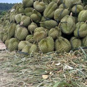 Chuyên thu mua sầu riêng tại nhà Gia Lai