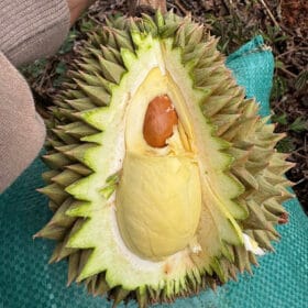 Chuyên thu mua sầu riêng tại nhà Gia Lai