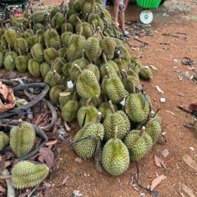 Chuyên thu mua sầu riêng tại nhà Gia Lai