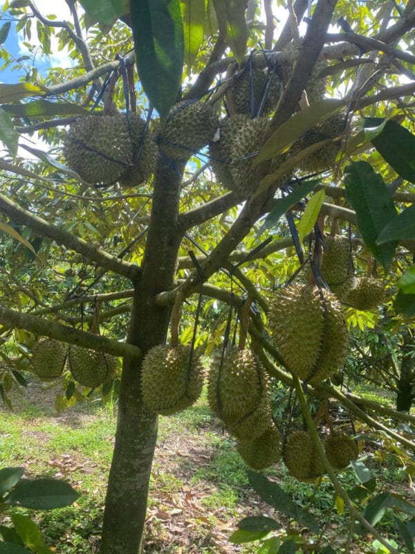 Chuyên thu mua sầu riêng tại nhà Gia Lai